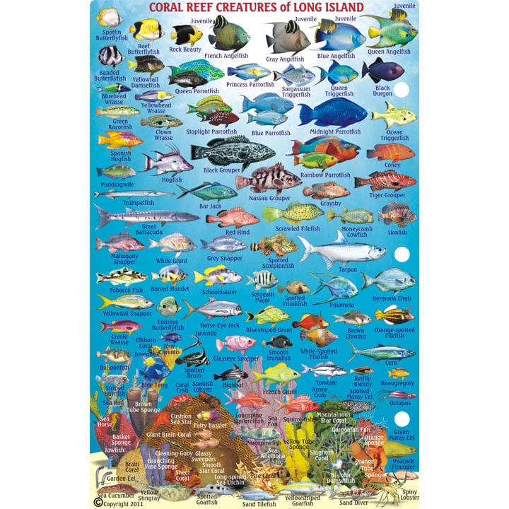 DiveLogs - Red Sea Reef Fish ID Card.