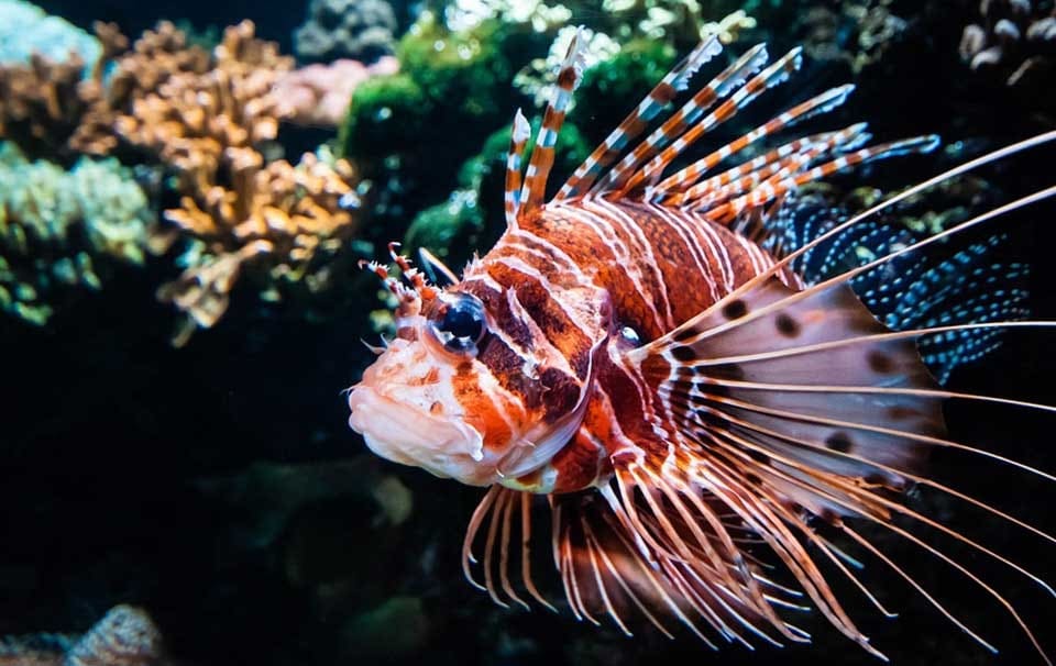 11-of-the-Most-Beautiful-Marine-Fish-Species-to-keep-in-the-Home-Saltwater-Aquarium