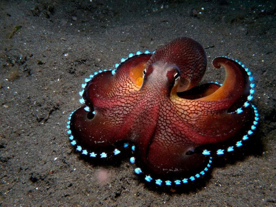 Bioluminescent-Octopus-undersea-animals-960x719