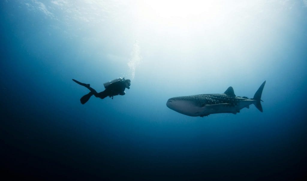 Deep-Diver-scaled