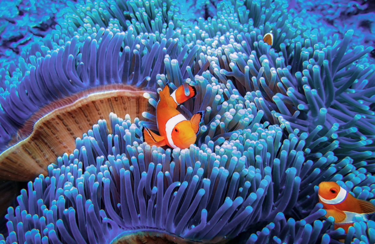 nemo