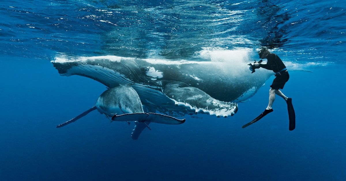 Megaptera novaeangliae horizontal underwater picture showing mother and baby interacting