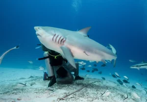 shark diving fiji