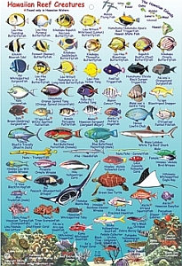 FISH CARD, HAWAIIAN REEF CREATURES