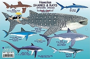 FISH CARD, HAWAIIAN SHARKS