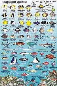FISH CARD, LANAI REEF CREATURES